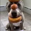 donutsdog