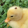 moni_the_duck