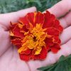 akerke__nur