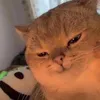 licine_68