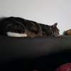 sylviesd