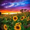 _sunflower_0628