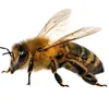 bee_honey_worker