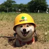 safety_doggo_tiktok