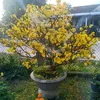 thanhtam77binhdinh