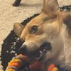 vexxyrexx