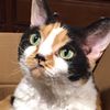 fluffy.frida