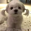 lulu.www30