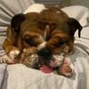 englishbulldogdaddy