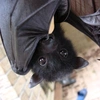 sentimentalbat