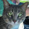 sopheecat