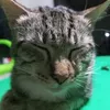 amralmacho