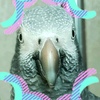 leo_the_african_grey