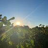 peanut_0823