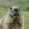 the_marmotte_