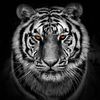 tiger_5544