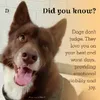 skippydoodles