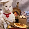 pizza_cat_yay