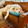 dogdoorsanddaydreams