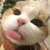 tziko_t