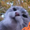 nilllllsssssss