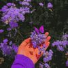 amo_ra1427