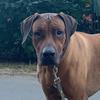 ridgeback_