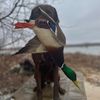 fowlerschoicetaxidermy