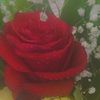 saja_alzyoud