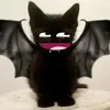 mrandrenoha