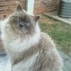 katzzieb