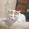 ecikowatyy