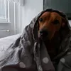 barubrosz
