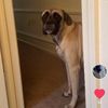 bellaandpuglsey