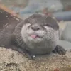 fmodddd