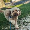 charleythecavapoo