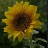 sunflowersmile_25