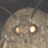 dlegshunnid