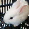 jungkook_the_bunny_page