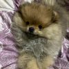 thapa_s
