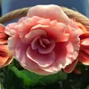 candypink668