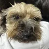 koro.dog0120