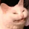 laah447
