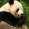 panda_pupsvadim
