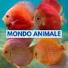Mondo Animale - Augusta