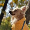 kramertherescuedog