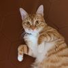 kitty_omelette