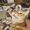 goosemoosecat