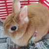 nummiebuddy