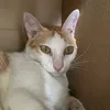 conmeodatra